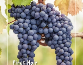 Pinot Noir 